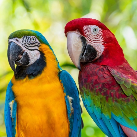 Zwei Aras: Die höchste Lebenserwartung haben größere Vögel. So können Greifvögel bis zu 70 Jahre alt werden. Und Papageien können gut ein Menschenalter erreichen.