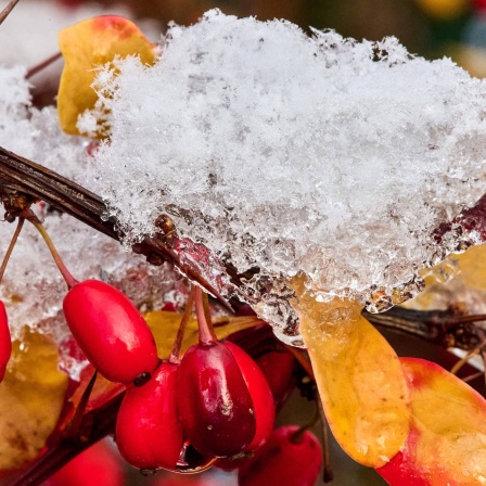 Erster Schnee im Berliner Raum liegt auf Hagebuttensträuchern 2022