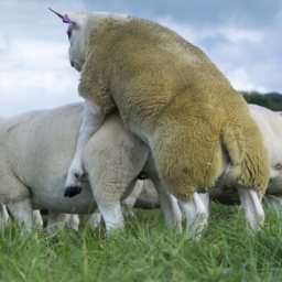 Tiere paaren sich gelegentlich auch aus anderen Zwecken als nur zur Fortpflanzung: britische Schafe auf einer Wiese in Lancashire