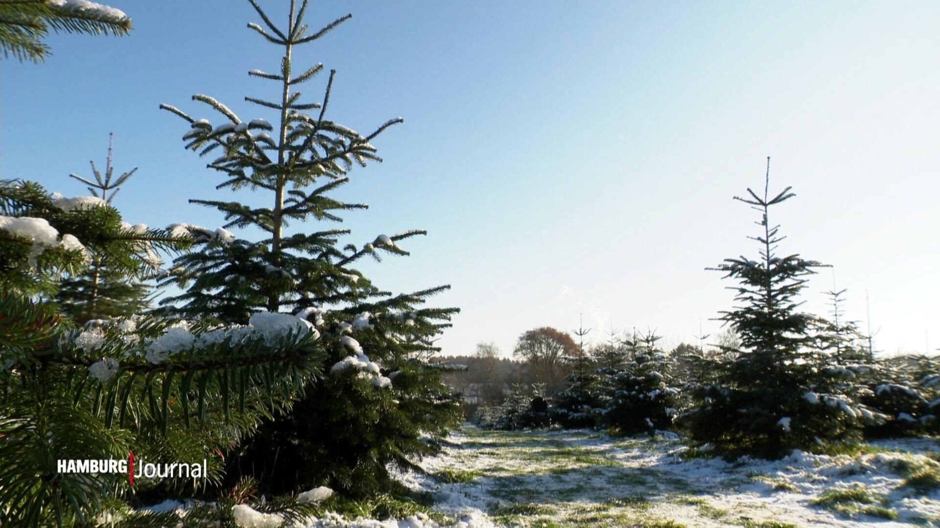 Hamburg Journal Familienevent Weihnachtsbaum schlagen am Höltigbaum