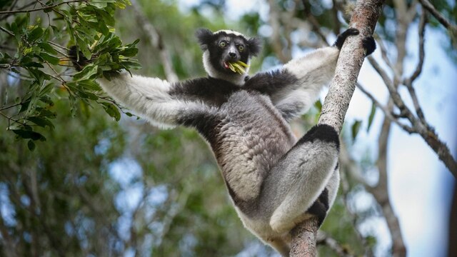 Der Indri (Indri indri) ist die größte Lemurenart auf Madagaskar und steht ebenfalls auf der Roten Liste der IUCN | Bild: Nick Garbutt/IUCN/picture-alliance/dpa