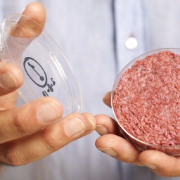 Ein Wissenschaftler hält eine Petrischale mit Kunstfleisch in den Händen.