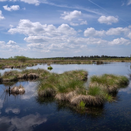 Panoramalandschaft des Hohen Venns, Belgien