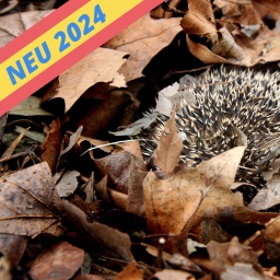 Ein Igel liegt eingerollt in Laub und hält Winterschlaf