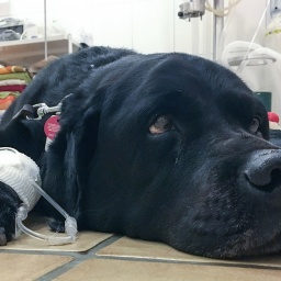 Ein kranker schwarzer Labrador Retriever liegt mit einer Infusion an der Pfote beim Tierarzt.