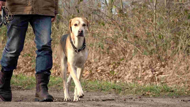 Ein großer beigefarbener Hund geht neben einem Mensch spazieren