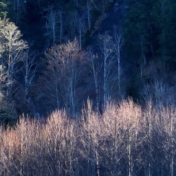 Ein Herbstwald