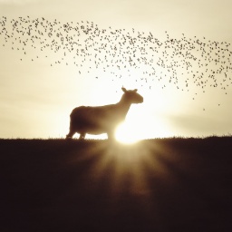 Die Silhouette eines Schafs, das im Gegenlicht auf einem Deich steht. Im Hintergrund zieht ein Schwarm Vögel vorbei.