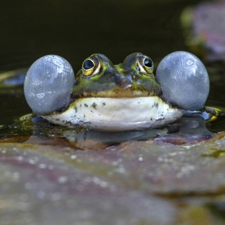 Ein Wasserfrosch