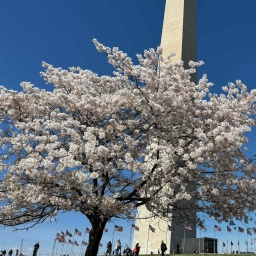 Menschen besuchen die Kirschblüte beim Washington Monument in der National Mall in Washington, DC,