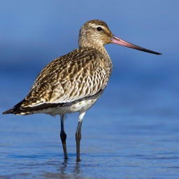 Pfuhlschnepfe, Schwalbe, Bienenfresser - Wie Zugvögel im Klimawandel neue Nischen finden