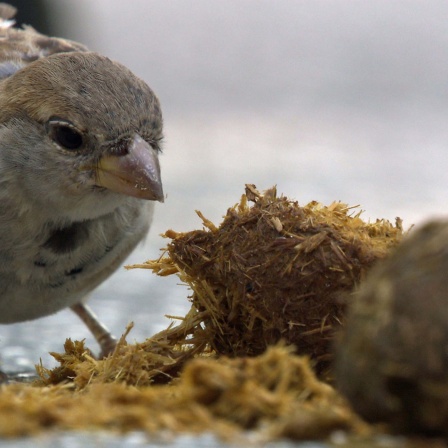 Ein Spatz durchsucht eine Mistkugel nach Nahrung.