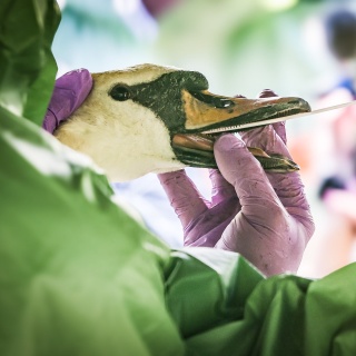Tiermediziner entnehmen mit einem Wattestäbchen eine Probe aus dem Mundraum eines Schwans