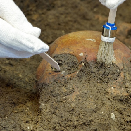 Mit Pinsel und Spatel untersucht ein Archäologe einen Schädel aus einem Massengrab.