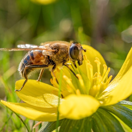 Biene auf gelber Blüte