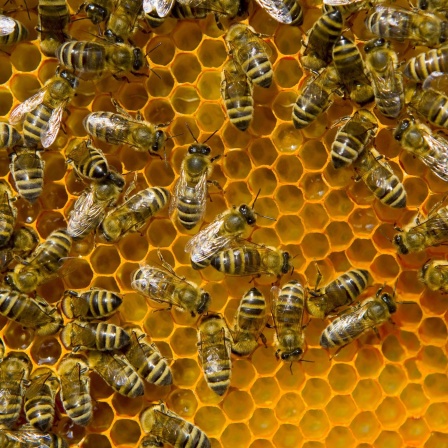 Die Geschichte der Imkerei - Das Geschäft mit der Biene