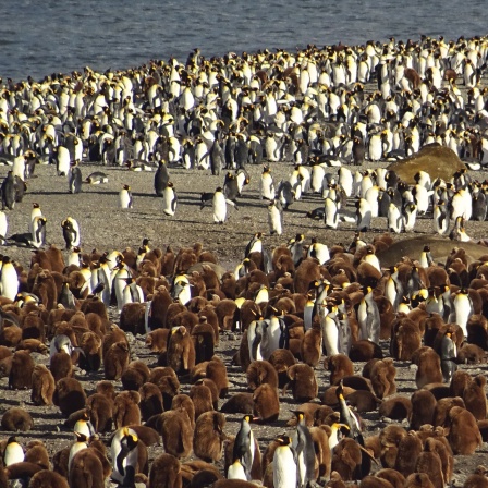 Ganz viele weiße Pinguine und braune flauschige Pinguin-Babys an einem Strand in Südgeorgien