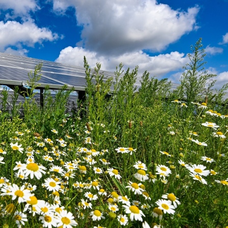 Solarpark - Natur