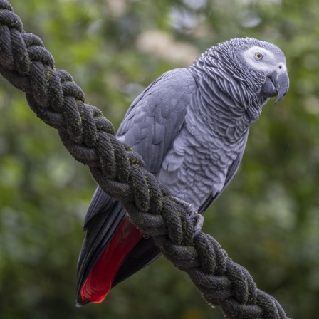 Ein Graupapagei (Psittacus erithacus).