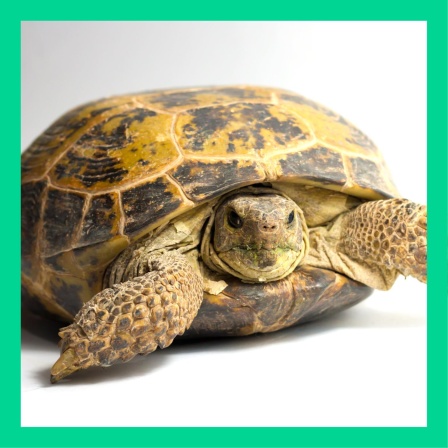 Können Schildkröten in ihrem Panzer stecken bleiben?