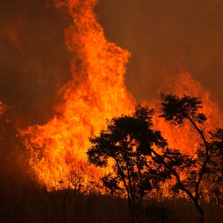Feuer verbrennt einen Teil des Cerrado in der brasilianischen Savanne in einem Gebiet nahe dem Zentrum von Brasilia / Brasilien