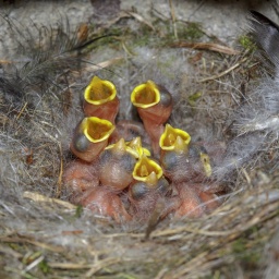 Blaumeisen im Nest: Eine Blaumeise kann bis zu 12 Eier legen - jeden Tag eins. Trotzdem schlüpfen die Jungen alle gleichzeitig, denn gebrütet wird erst, wenn das Gelege vollständig ist.