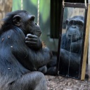 Ein Schimpanse spiegelt sich in einem Safari Park in Tschechien in einem Spiegel.