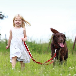 Ein Mädchen geht mit einem Hund auf einer Wiese spazieren
