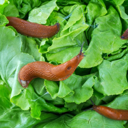 Mehrere Nacktschnecken im Garten fressen an einem Salatblatt.