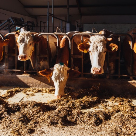 Klimasünder Kuh - Gibt es die umweltverträgliche Tierzucht?