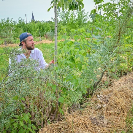Ein Mann mit umgekehrter Schirmmütze untersucht grüne Pflanzen.