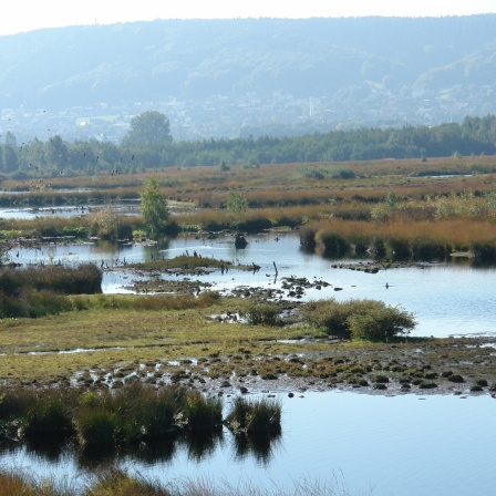 Torfmoor in Hille