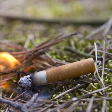Eine im Wald weggeworfene Zigarettenkippe löst einen Brand aus