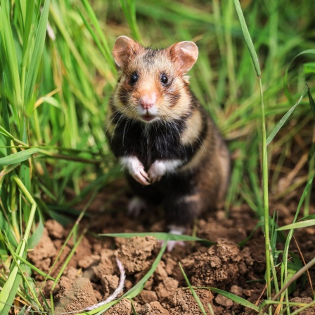 Ein Feldhamster sitzt auf einem Feld im Gras.