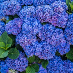 Eine blühende Hortensie mit blauen Blüten