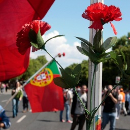 Rote Nelken im Vordergrund, im  Hintergrund ein Demonstration mit portugisischen Fahnen, die anlässlich des Jahrestages der Nelkenrevolution stattgefunden hat.