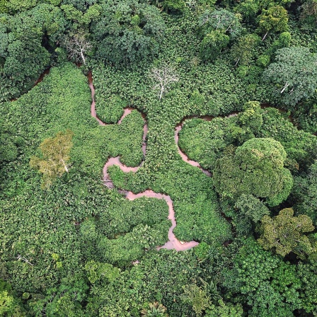 Gabun, Mikongo: Luftaufnahme eines gewundenen Flusses in grünem, üppigem Dschungel.