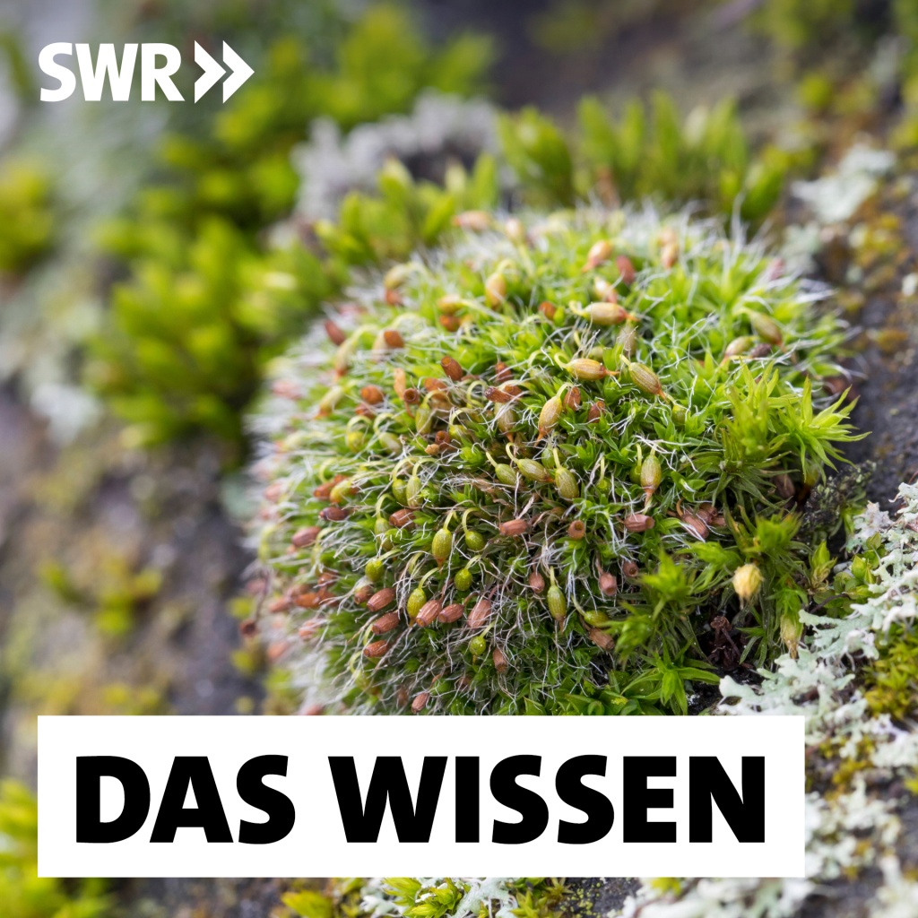 Podcast: Wunderpflanze Moos – Vom Evolutionsbooster zum Luftreiniger