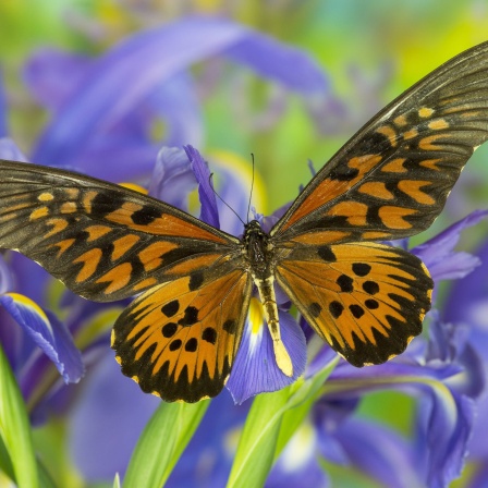 Giant African Swallowtail Butterfly