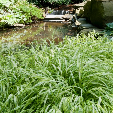 Das Japanwaldgras erinnert an den bewegten Strudel eines Wildbachs - gerade in Verbindung mit Bachläufen oder Seen im Garten kommt das Gras also besonders zur Geltung.