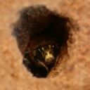 Eine Biene sitzt in einem Erdloch und schaut nach draußen