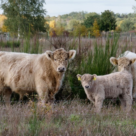 Galloway-Rinder in der Döberitzer Heide