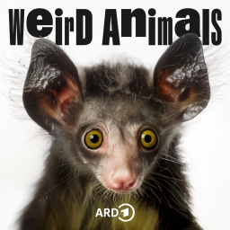 Weird Animals 10 Aye-Aye