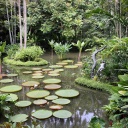 Im botanischen Garten von Singapur wurden zwei Tote gefunden. Professor van Dusen ermittelt. Zu sehen: Ein Teich im Botanischens Garten von Singapur. 