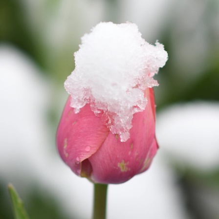 Schnee liegt auf einer Tulpe in Kirchzarten.