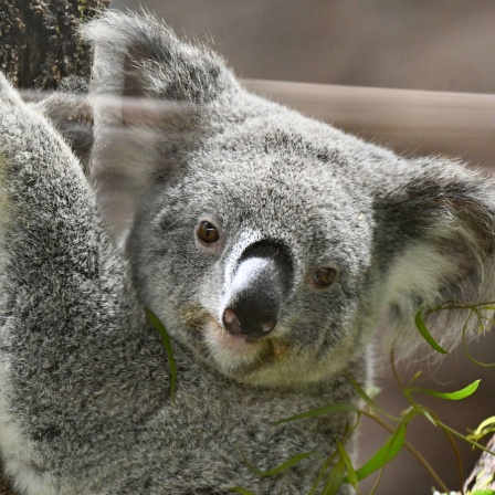 Koala klettert auf einen Baum