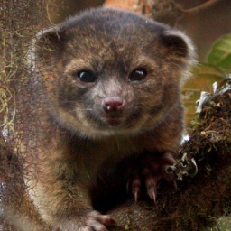 Olinguito - Kleinbärenart aus den Nordanden