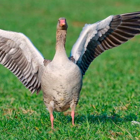 Die Tierdocs: Gans trägt Schal