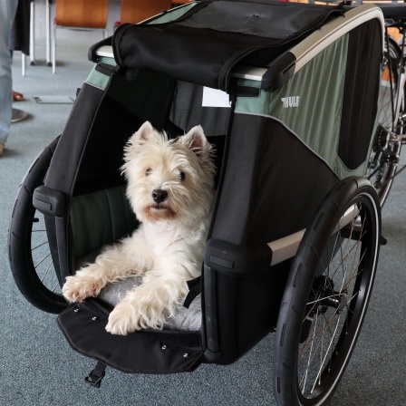 Auf der Pressekonferenz zur 20. Internationalen Rassehunde-Ausstellung probiert Titel-Hund &#034;Jette&#034; einen neue Fahrradanhänger für Hunde