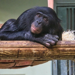 Schimpanse im Berliner Zoo © imago images/ Panthermedia/ Martin Köbsch